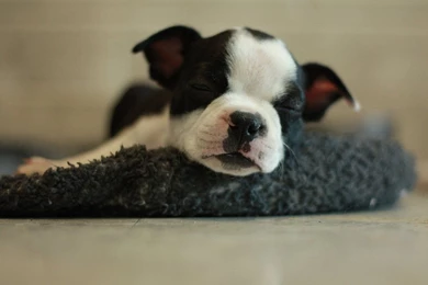 Sleeping_boston_terrier_by_cj50500 d5ce159.jpg