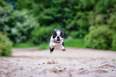 Boston Terrier Puppy Running Wallpapers