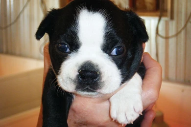 Dogs: Boston Terrier Puppy Dog Cute HD Wallpapers For HD 16:9 High ...