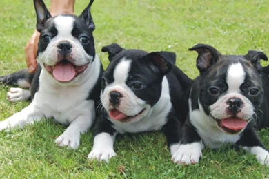 Pictures Of Boston Terrier Puppies   Wallpapers High Definition