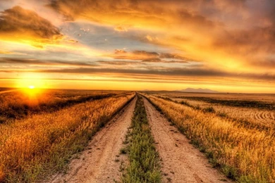 Hd Nature Images, Wallpapers Of Natures, Organic, Plants, Windows ...