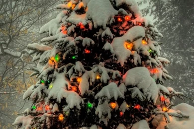 Christmas Tree Outside HD Desktop Wallpapers : High Definition ...