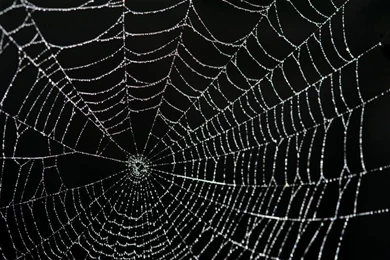 Pics, Facts, Funny Stuff About Animals & Nature Spider Web Backgrounds