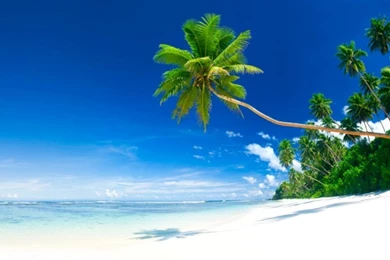 Desktop Backgrounds Tropical   Wallpapers Cave