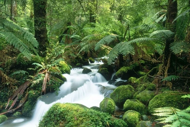 3D Abstract Jungle River HD Wallpapers.jpg