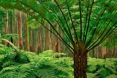 Jungle Computer Wallpapers, Desktop Backgrounds