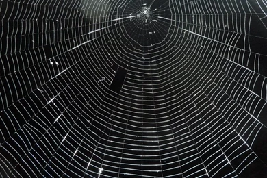 Spider Web Texture 1 By RachgracehStock On DeviantArt