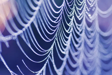 Wet Spider Web Computer Wallpapers, Desktop Backgrounds ...