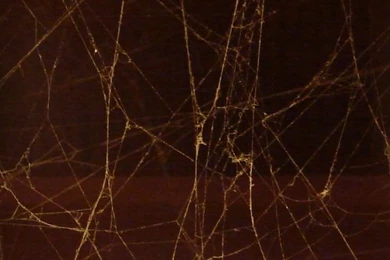 Seamless Spiderweb Textures Fbrushes