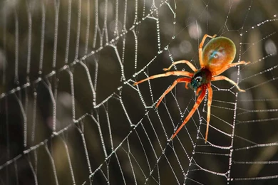 Animals Backgrounds And Codes For Any Blog, Web Page, Phone Or Desktop