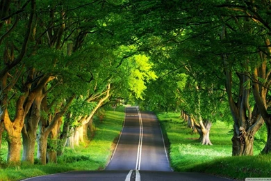 Summer Nature Wallpapers 1.jpg