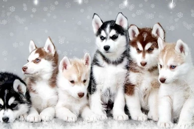 Pomsky Puppies