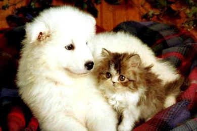 Puppies And Kittens Wallpapers   Wallpapers Cave