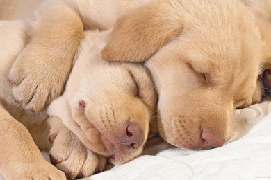 Download 1920x1080 Two Cutest Dogs Ever Wallpapers