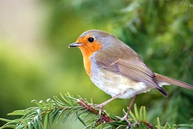 Beautiful Colorful Bird Hd Wallpapers Click On Image To Enlarge ...