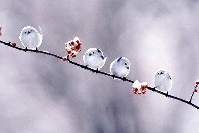 2 short_bird_wallpaper.jpg