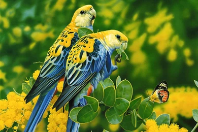 Humming bird Wallpapers