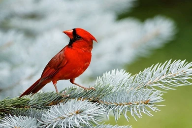 Beautiful Birds Wallpapers Pictures