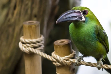 Desktop birds wallpaper full hd.jpg