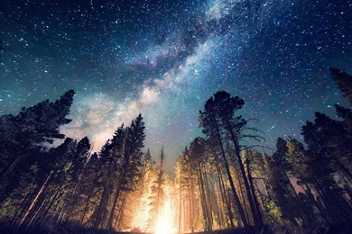 Forest, Camping, Starry Night, Trees, Milky Way, Long Exposure ...