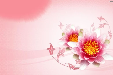 Flowers Backgrounds Wallpapers 234303