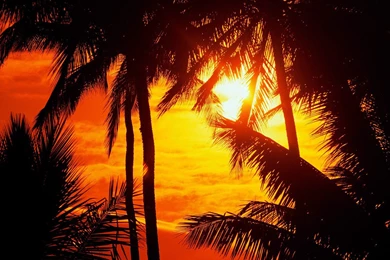Romantic Palms Sunset Free Desktop Backgrounds   Free Wallpapers Image