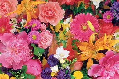 Flowers Backgrounds 8227   HD Wallpapers Site