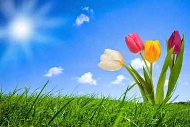 Flowers Backgrounds Photoshop