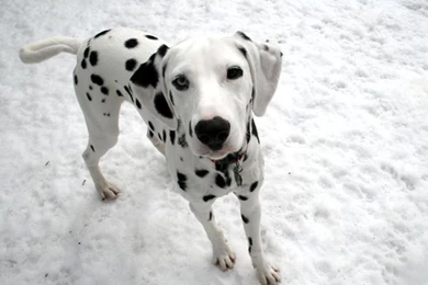 Cute Puppy Dalmatian Photo