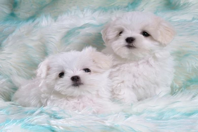 Boxer Dog Wallpapers » WallDevil   Best Free HD Desktop And Mobile ...