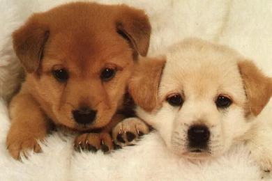 Funny And Cute Dog Pictures 55 Backgrounds Wallpapers   Funnypicture.org