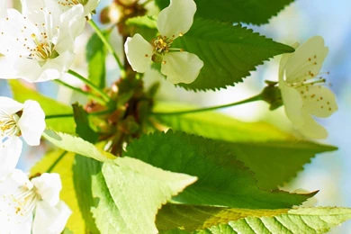 Wallpapers Hd For Mobile Free Download