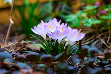 Large Screen Wallpapers Pink Flowers4_High Definition Wallpapers ...