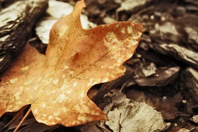 Large screen Desktop Wallpapers Autumn Maple Leaves_High Definition ...