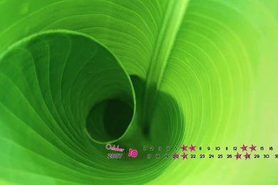 Large Widescreen Natural Flowers19_High Definition Wallpapers ...