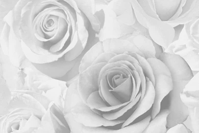 Floral Wallpapers From I Love Wallpapers