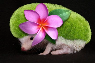 Shaymin None... Wallpapers (