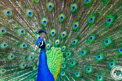 Peacock Wallpaper Beautiful HD.jpg