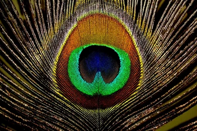Peacock Feathers HD Wallpapers, Peacock Feathers Backgrounds, New ...