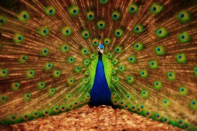 Peacock On Pinterest