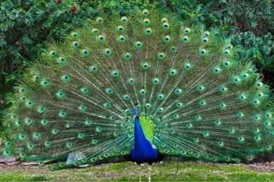 Beautiful Indian Bird Peacock Desktop Free Wallpapers Wallpaperss HD