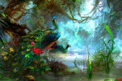 Beautiful Desktop Wallpapers For Peacock Hd Wallpapers   Wallpaperss HD