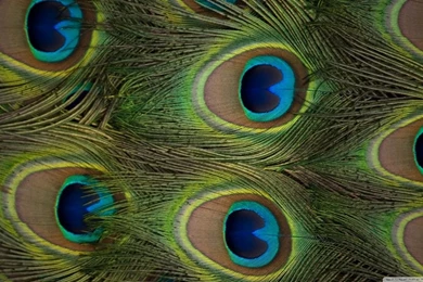 Peacock Feathers HD Desktop Wallpapers : High Definition ...