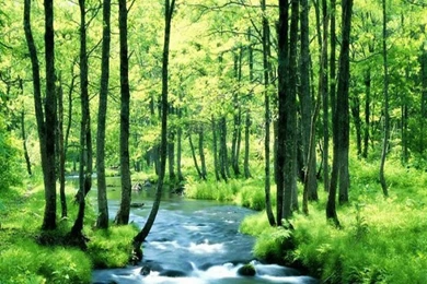 Most Beautiful Nature Wallpapers