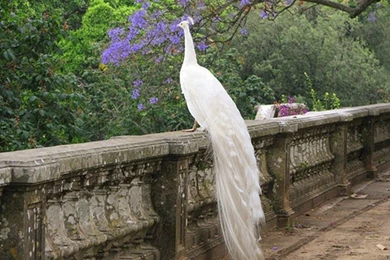 Peacock HD Wallpapers Desktop Pictures