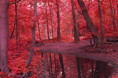 Beautiful Nature Wallpapers To Refresh Your Mind   Feel Free Love ...