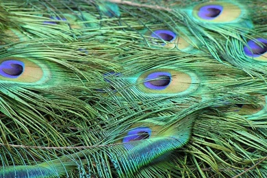Peacock Feather Desktop Wallpapers