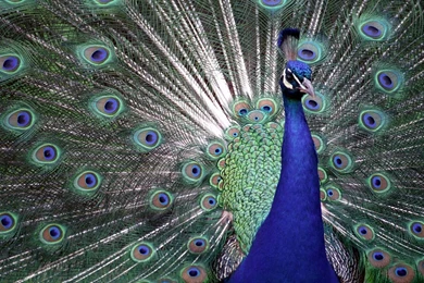 High Resolution Beautiful Bird Peacock Wallpapers HD 8 Full Size ...