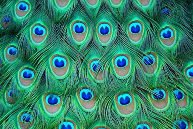Desktop Hd Wallpapers Peacock Bird