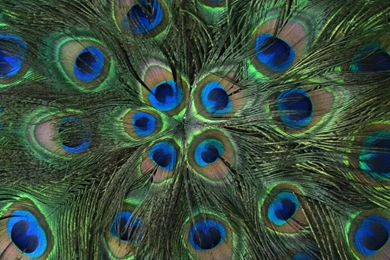 My Best Wallpapers: December 2011